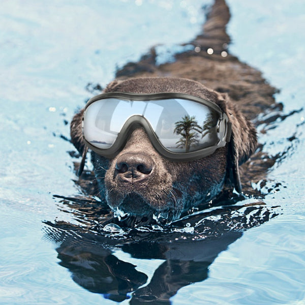 waterproof windproof sunscreen UV dog glasses